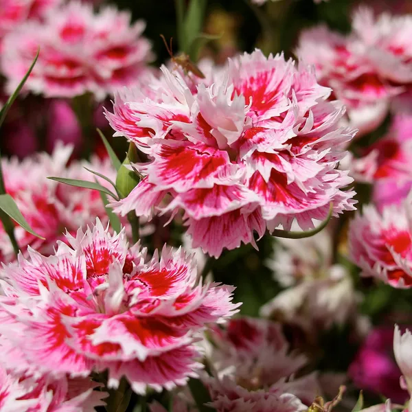 Dianthus_Seeds_-_Pack_Of_4