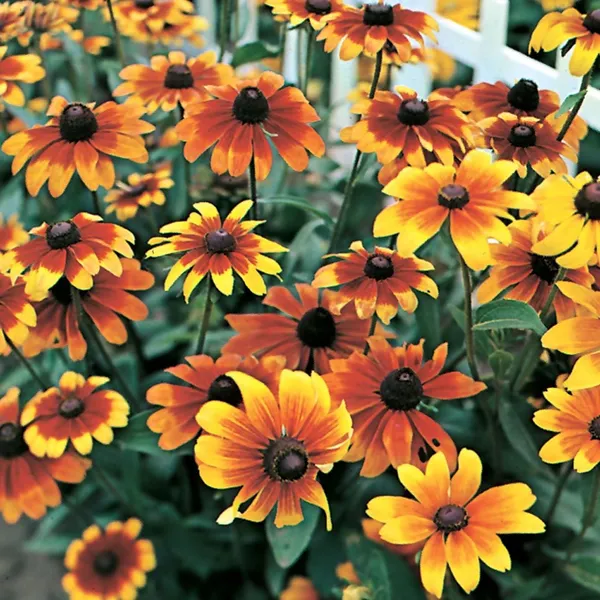 Rudbeckia_Seeds_-_Pack_Of_4