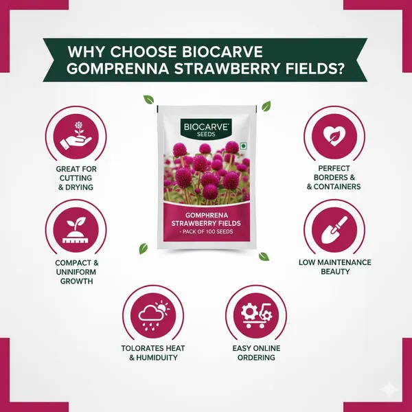 Gomphrena_Strawberry_Fields_Seeds_-_Pack_Of_4