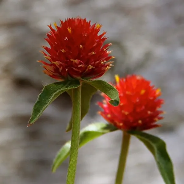Gomphrena_Strawberry_Fields_Seeds_-_Pack_Of_4