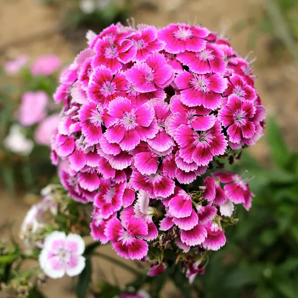 Sweet_William_Seeds_-_Pack_Of_4
