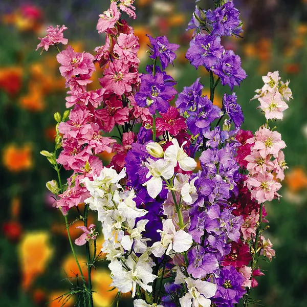 Delphinium_Imperila_Mix_Larkspur_Seeds__Pack_Of_4