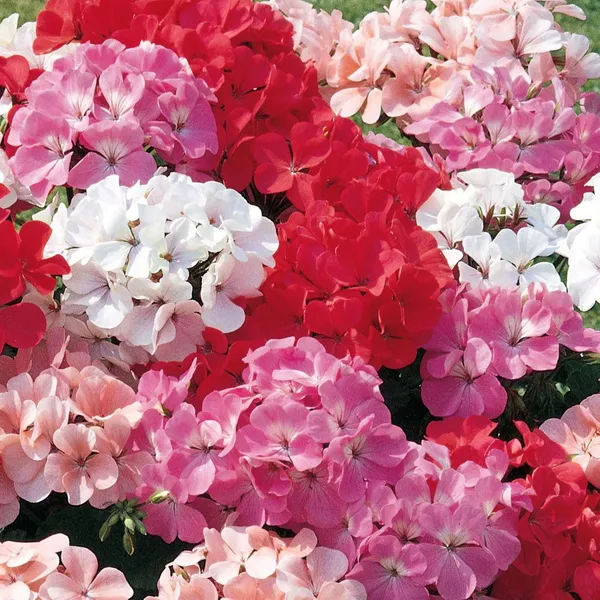 Geranium_F1_Zonal_Mixed_Seeds_Pack_Of_2