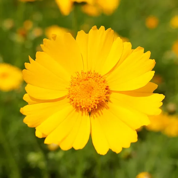 Pack_Of_4_Coreopsis_Seeds