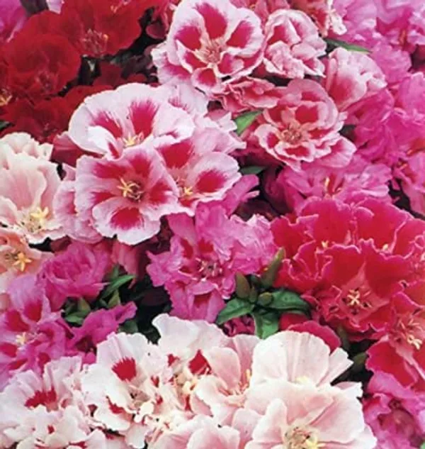 Godetia_Azaleaflora_Seeds_-_Pack_Of_4