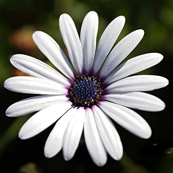 Dimorphoteca_Erecta_White__Flower_Seeds_-_Pack_Of_4