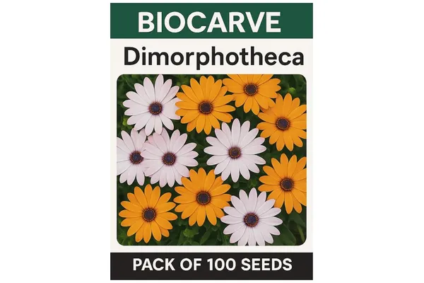Dimorphoteca_Erecta_White__Flower_Seeds_-_Pack_Of_4