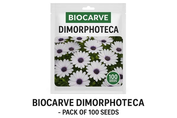 Dimorphoteca_Erecta_White__Flower_Seeds_-_Pack_Of_4