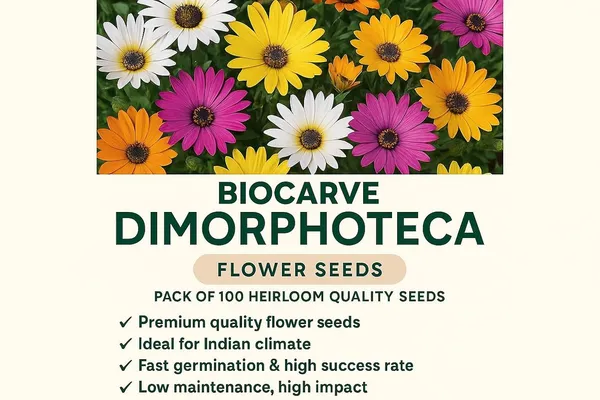 Dimorphoteca_Erecta_White__Flower_Seeds_-_Pack_Of_4