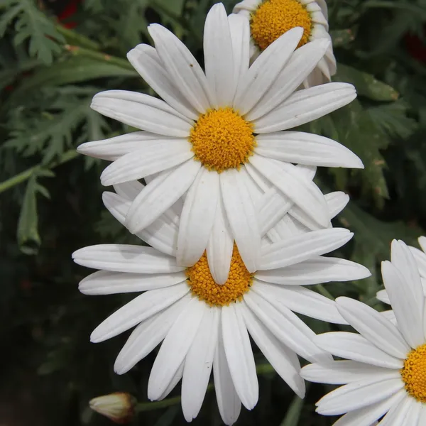 Chrysanthemum_Paludosam_White_Flower_Seeds_-_Pack_Of_4