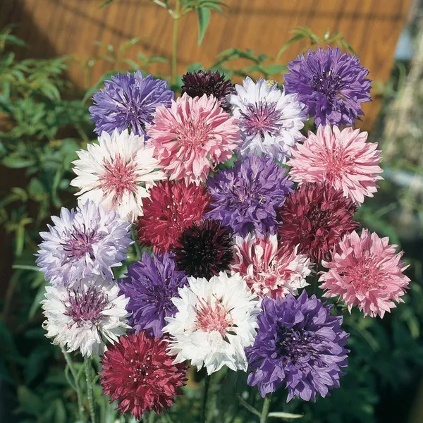 Corn_Flower_Seeds_-_Pack_Of_4