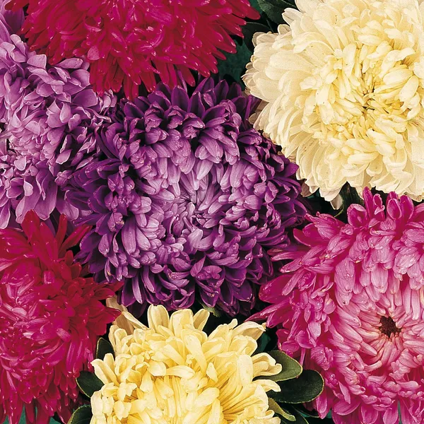 Aster_Formula_Mix__Seeds_Pack_Of_4