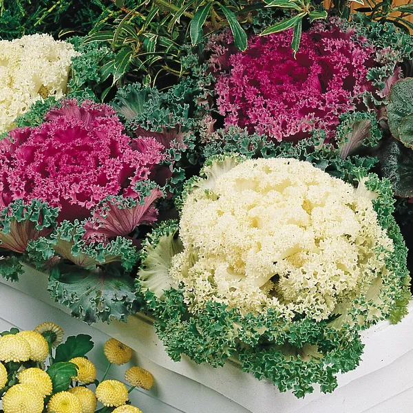 Ornamental_Kale_Seeds__Pack_Of_4