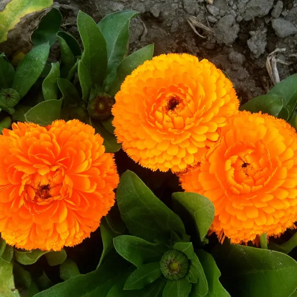 Calendula_Seeds_-_Pack_Of_4