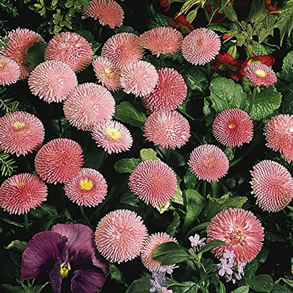 English_Daisy_double_Rose__Seeds_-_Pack_Of_4