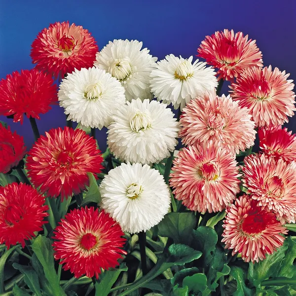 English_Daisy_Seeds_Premium__Pack_Of_5