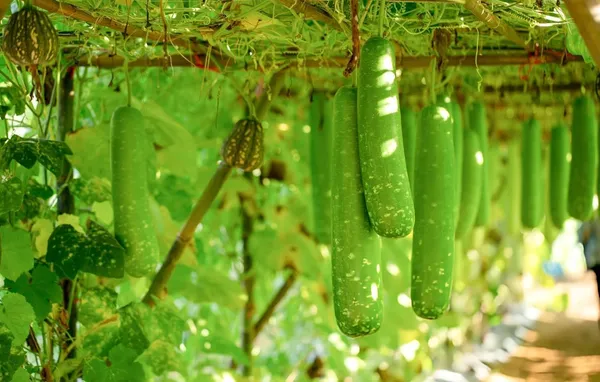 Bottle_Gourd_Seeds_-_Pack_Of_5