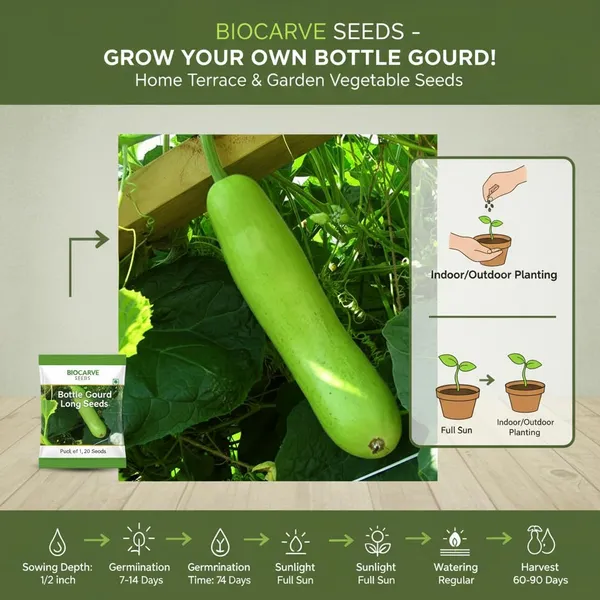 Bottle_Gourd_Seeds_-_Pack_Of_5