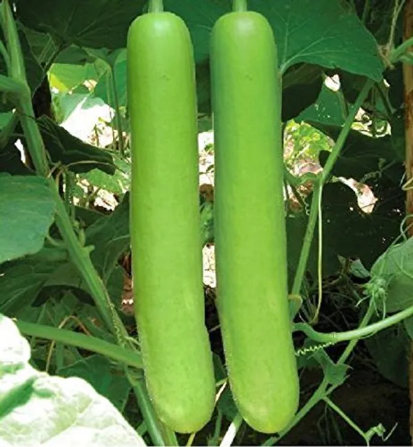 Bottle_Gourd_Seeds_-_Pack_Of_5