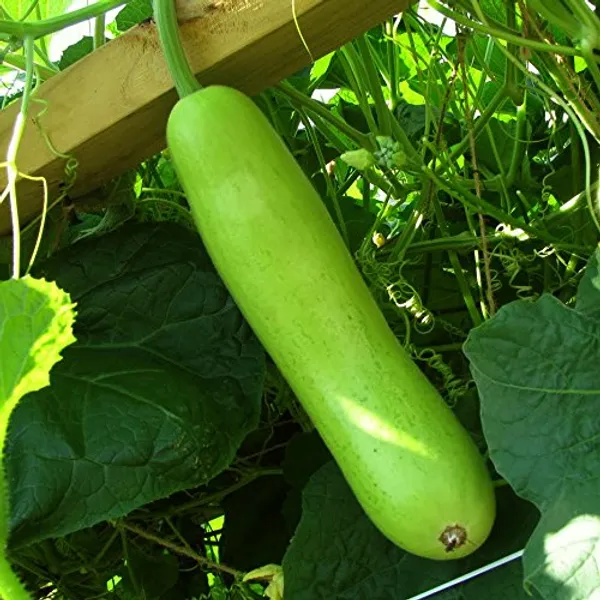 Bottle_Gourd_Seeds_-_Pack_Of_5