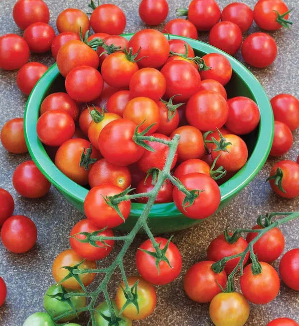 Tomato_Cherry_Seeds_-_Pack_Of_5