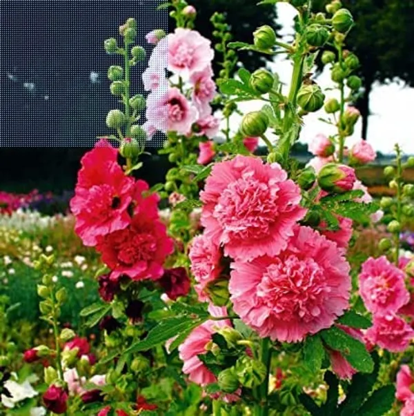 Hollyhocks_Double_Dwarf_Mix_Flower_Seeds_-_Pack_Of_4