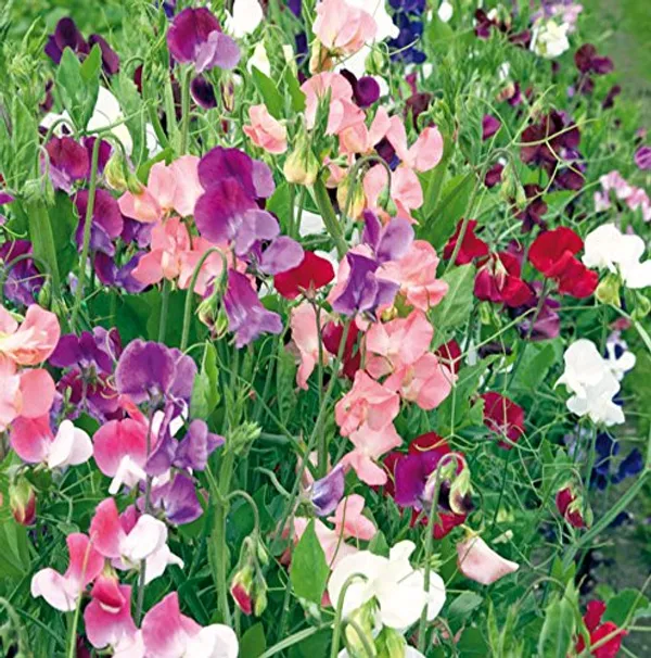 Sweet_Pea_Seeds_-_Pack_Of_4