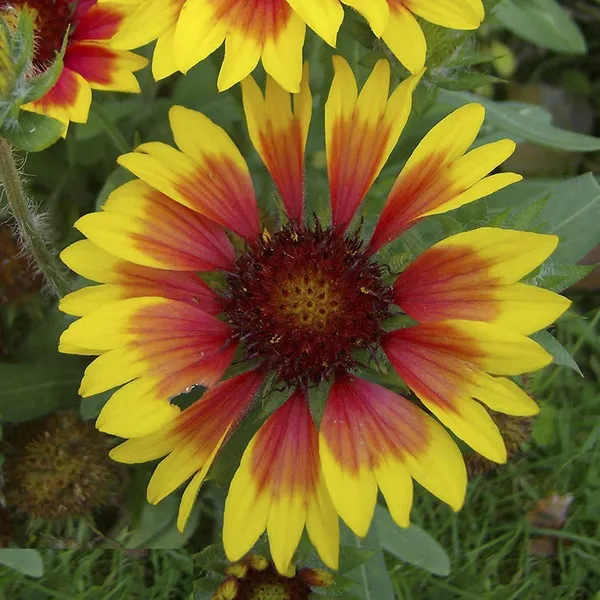 Gaillardia_Aristata_Flower_Seeds_-_Pack_Of_4