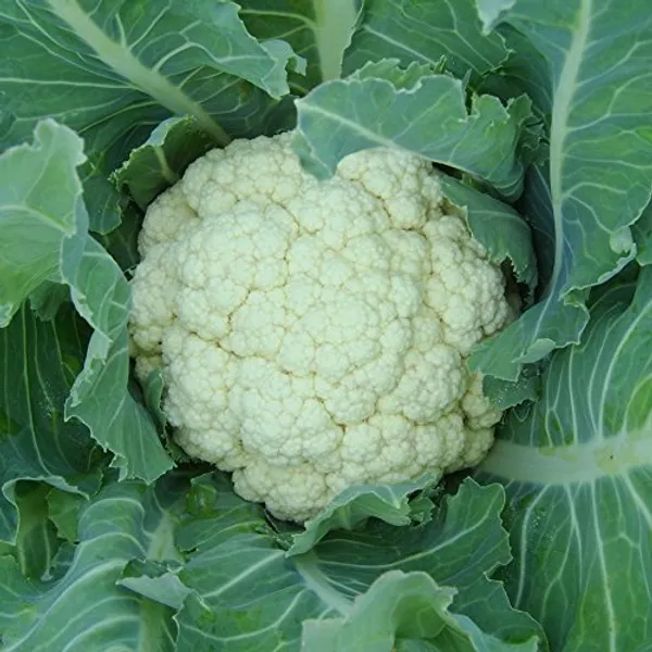 Cauliflower_Seeds_-_Pack_Of_5