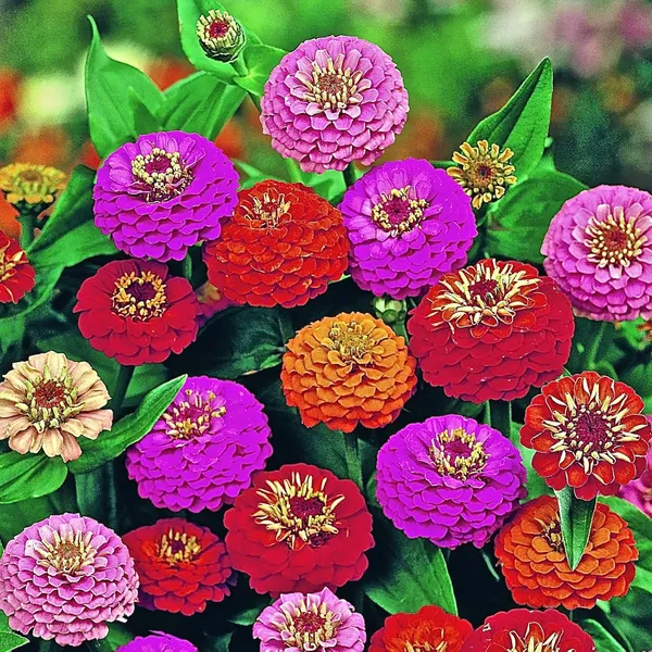 Pack_Of_4_Zinnia__Lilliput_Mix_Seeds