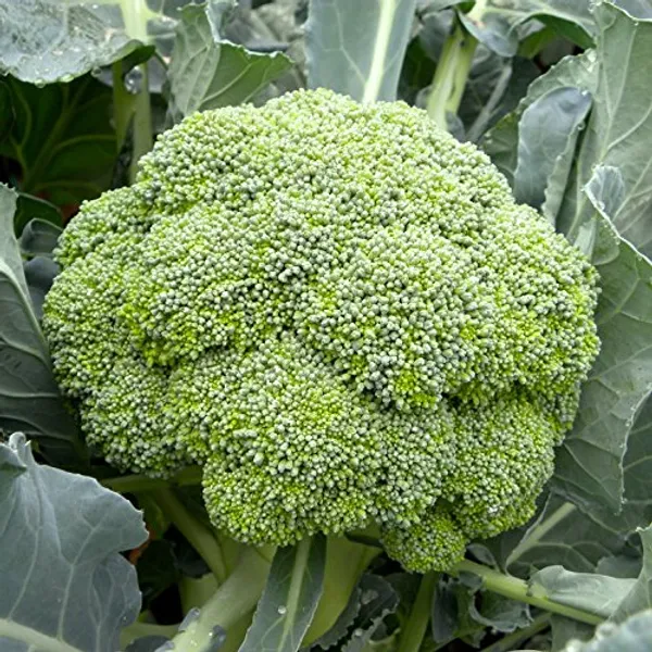 Broccoli_Seeds_-_Pack_Of_5