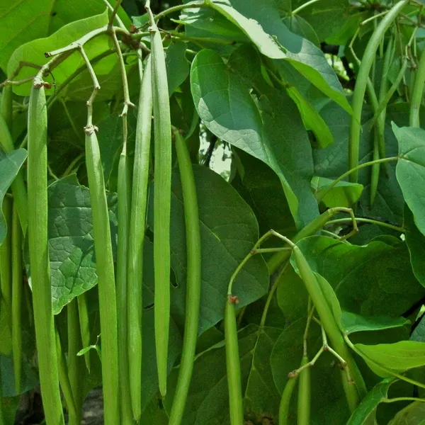 Beans_Seeds_For_Vegetable_Garden_-_Pack_Of_5
