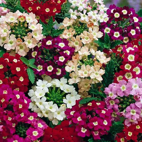 Verbena_I/F_Mix_Seeds__Pack_Of_4