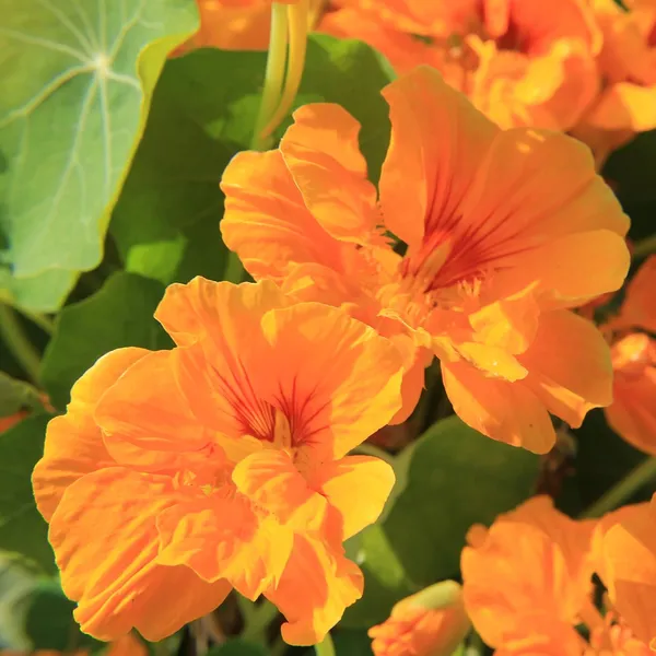 Nasturtium_Varigated_Mix_Flower_Seeds__Pack_Of_4