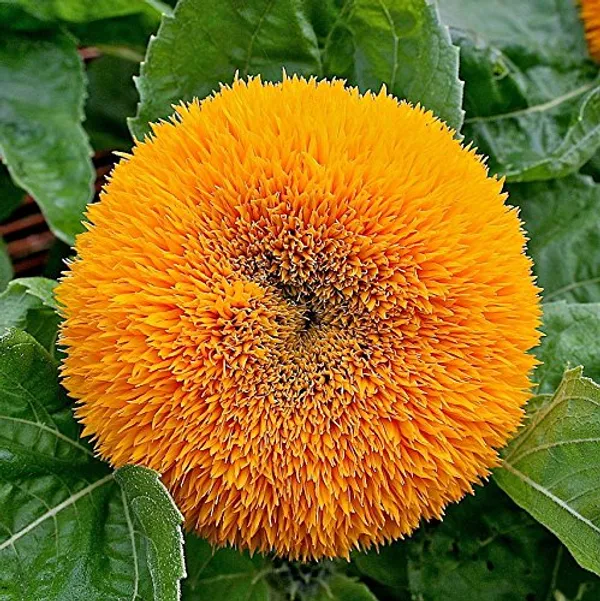 Sunflower__Teddybear_Seeds_-_Pack_Of_4