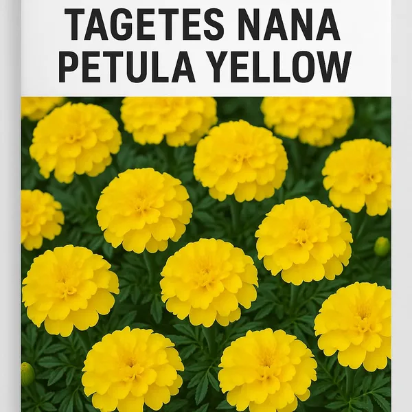 Pack_Of_4_Marigold__French_Yellow_