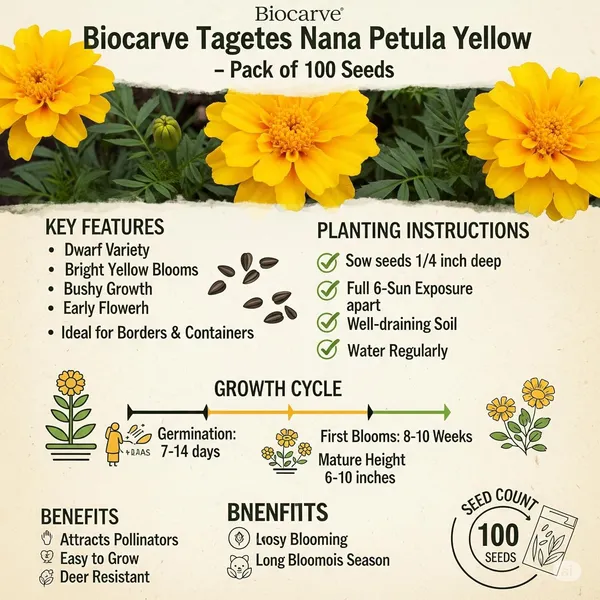 Pack_Of_4_Marigold__French_Yellow_