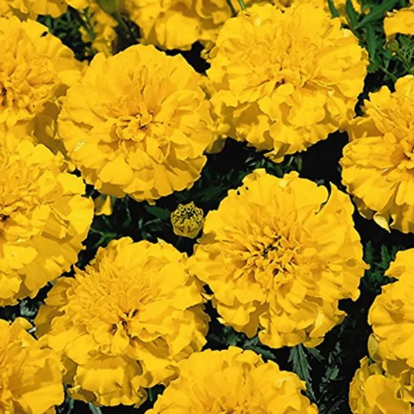 Pack_Of_4_Marigold__French_Yellow_