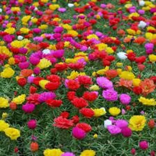 Portulaca_Grandiflora_Seeds_-_Pack_Of_4