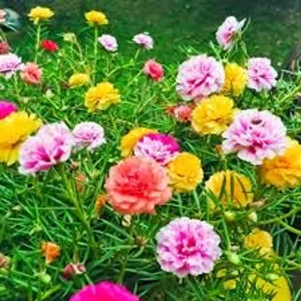 Portulaca_Grandiflora_Seeds_-_Pack_Of_4