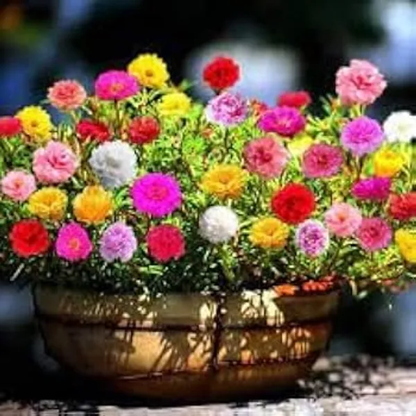 Portulaca_Grandiflora_Seeds_-_Pack_Of_4