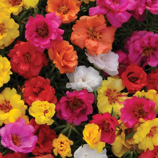 Portulaca_Grandiflora_Seeds_-_Pack_Of_4
