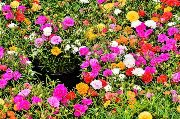 Portulaca_Grandiflora_Seeds_-_Pack_Of_4