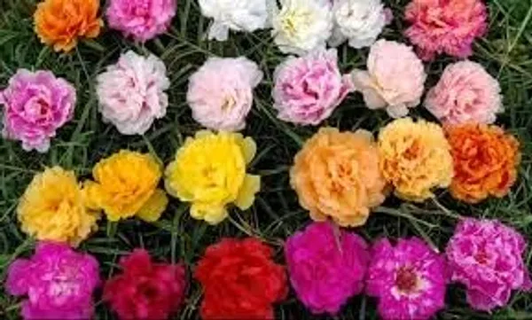 Portulaca_Grandiflora_Seeds_-_Pack_Of_4