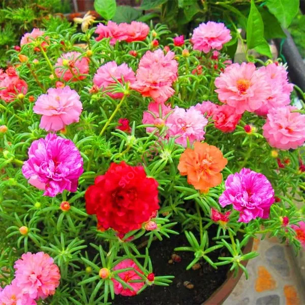 Portulaca_Grandiflora_Seeds_-_Pack_Of_4