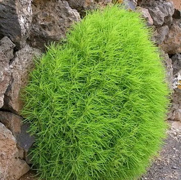 Kochia_Fire_Bush_Scoparia_Seeds_-_Pack_Of_4