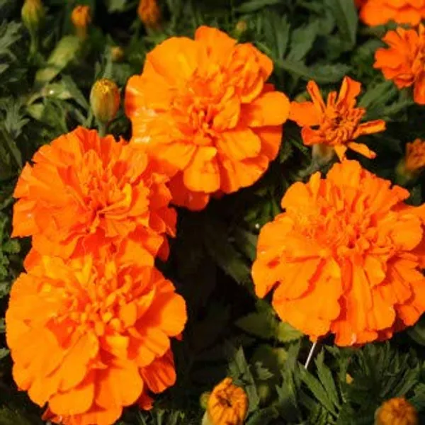French_Marigold_Orange_Flower_Seeds__Pack_Of_4