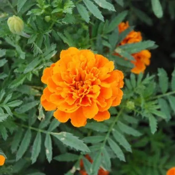 French_Marigold_Orange_Flower_Seeds__Pack_Of_4