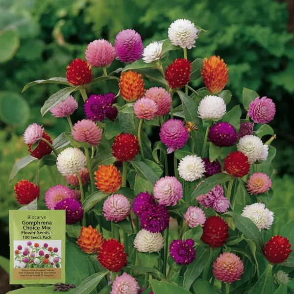 Gomphrena_Choice_Mix_-_pack_of_4