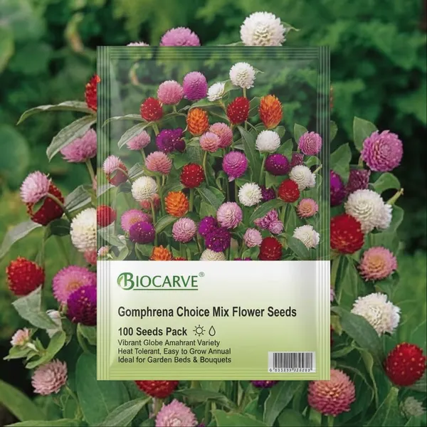 Gomphrena_Choice_Mix_-_pack_of_4
